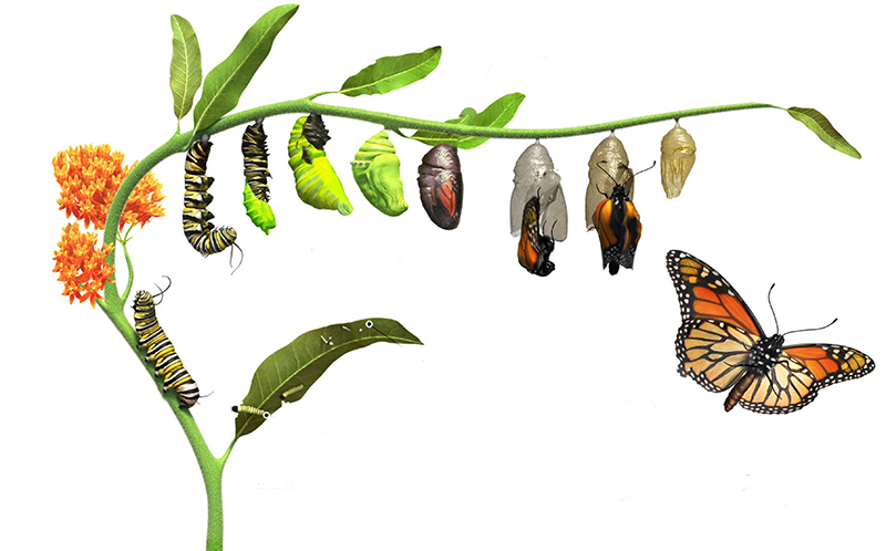 Caterpillar to Butterfly transformation