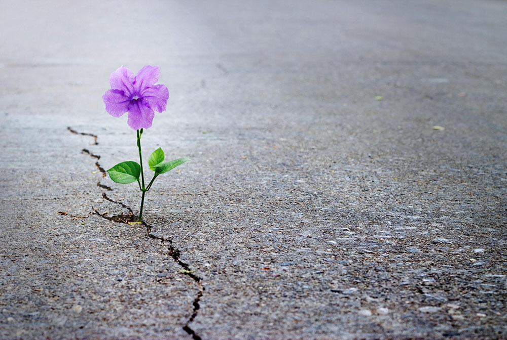 Purple flower going out of a crack in the cement