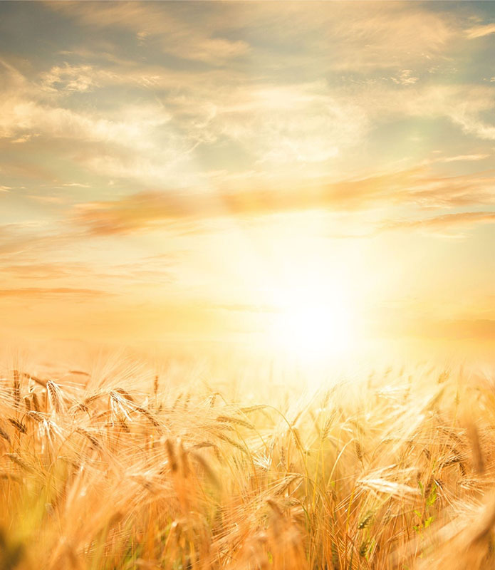 Wheat field with sun in the background