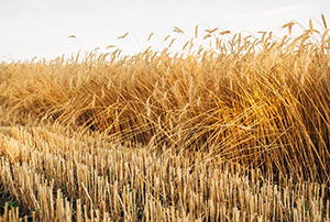 Wheat growing in a field with half harvested