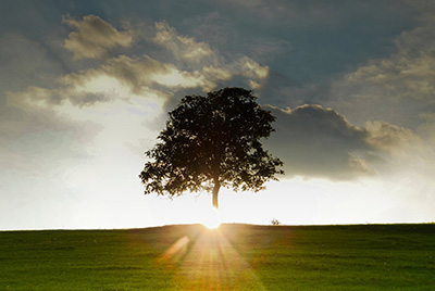 Large tree in a field with the sun beaming behind it.